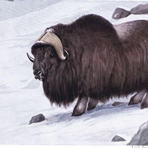 Musk Ox-pungent odour gives Musk Ox its name
