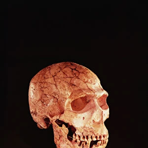 Neanderthal Skull, discovered on Mt Carmel, Palestine c. 1920 (bone)