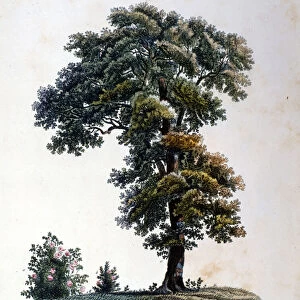 Oak. Engraving early 19th century