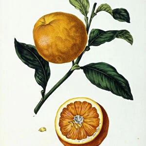 Orange Fruit, Citrus Aurantium, Fructus, 1828 (hand-coloured lithograph)