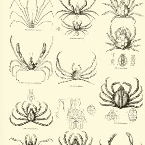 Page from The Pictorial Museum of Animated Nature (engraving)