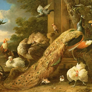 Peacock, parakeet, pelican, crane and poultry (oil on canvas)