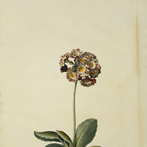 A Pink Variegated Auricula, (watercolour and bodycolour, on vellum)