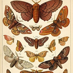 Plate from Our Countrys Butterflies and Moths (chromolitho)