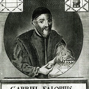 Portrait of Gabriel Fallopius (1523-62) (engraving) (b / w photo)