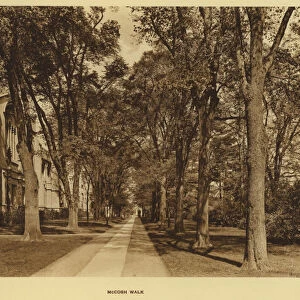 Princeton University: McCosh Walk (b / w photo)