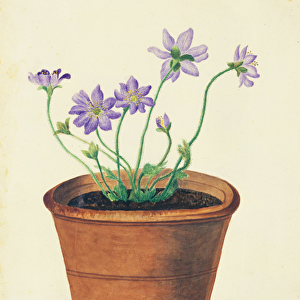 Purple Flowers in a Terracotta Pot, c. 1825 (w / c on paper)
