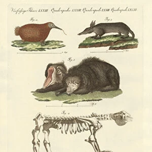 Rare mammals (coloured engraving)