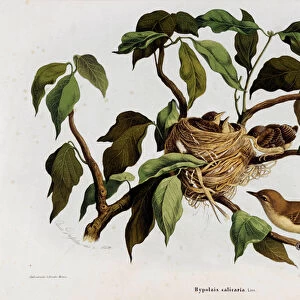 Representation of the bird Hipolais salicaria Warbler (Chromolithography, 1865-1869)