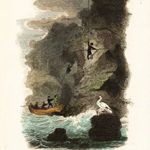 Rock-fowlers hunting for skua gull birds and eggs on the Faroe Islands, 18th century
