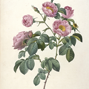 Rosa mollissima, Rosier a feuilles molles, engraved by Victor, from Les Roses