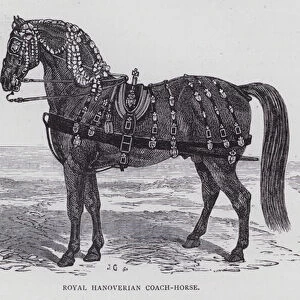 Royal Hanoverian Coach-Horse (engraving)