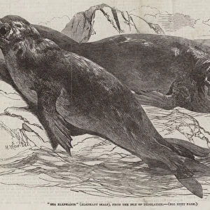 "Sea Elephants"(Elephant Seals), from the Isle of Desolation (engraving)