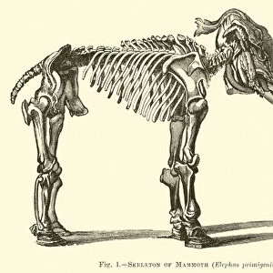 Skeleton of Mammoth, Elephas primigenius (engraving)