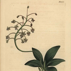South Indian squill, Ledebouria revoluta (Lesser plain-leaved drimia, Drimia lanceaefolia)