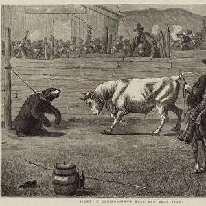 Sport in California, a Bull and Bear Fight (engraving)