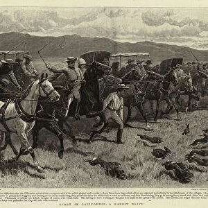 Sport in California, A Rabbit Drive (engraving)