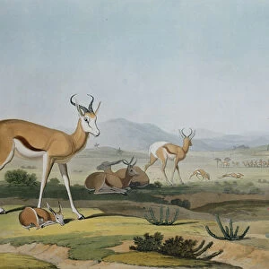 The Spring-Bok or Leaping Antelope, plate 18 from African Scenery and Animals