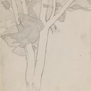 Study of a Tree, c. 1898-1900 (pencil)