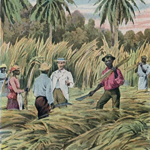 A sugar plantation (colour litho)