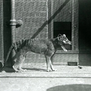 Thylacine / Tasmanian Wolf at London Zoo in August 1926 (b / w photo)