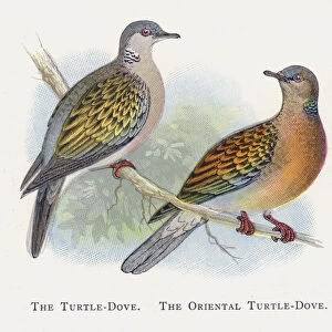 The Turtle-Dove, The Oriental Turtle-Dove (chromolitho)