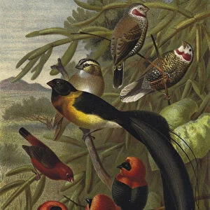 Webervogel (chromolitho)