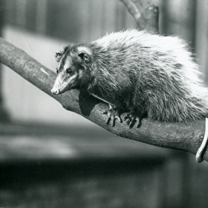 Weids / Big-eared Opossum on a branch at London Zoo, November 1915 (b / w photo)