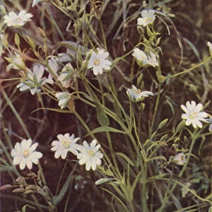 Wild flowers: Stitchwort (colour photo)