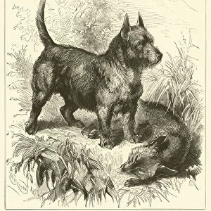 The Wire-haired Scotch Terrier (engraving)