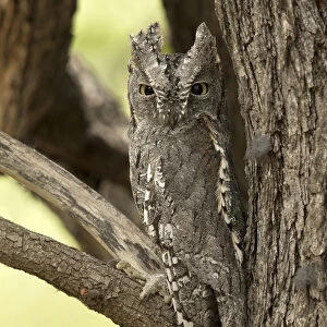 African Scops-Owl sitting in tree camouflaged, South Africa