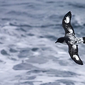 Cape Petrel flying above open ocean, Daption capense
