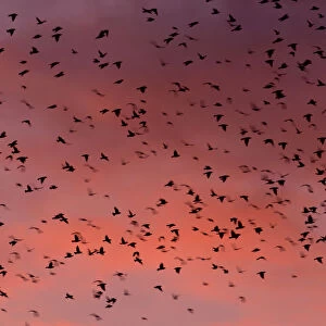 Common Starling on migration, Sturnus vulgaris