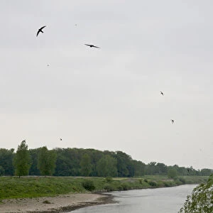 Common Swift, Apus apus, Netherlands