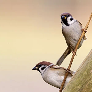 Eurasian Tree Sparrow perched on a small branch, Passer montanus