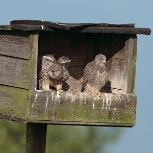 Falco tinnunculus, Common Kestrel chicks in nestbox Netherlands