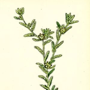 Filago apiculata; Red-tipped Cudweed
