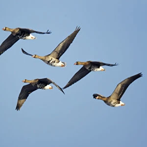 Flying, migrating flock White-fronted Goose against blue sky, Netherlands
