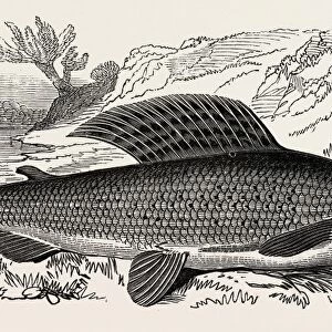 The Grayling