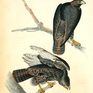 Harlans Buzzard. Audubon, John James, 1785-1851
