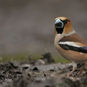Hawfinch on the ground Netherlands, Coccothraustes coccothraustes