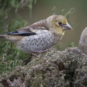 Hawfinch with young, Coccothraustes coccothraustes, The Netherlands