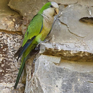 Monk Parakeet, Myiopsitta monachus