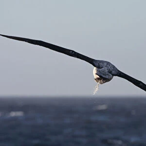 Snowy (Wandering) Albatross shitting in full flight