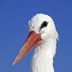 White Stork Lithuania Kattohaikara Liettua Ciconia ciconia, Ciconia ciconia