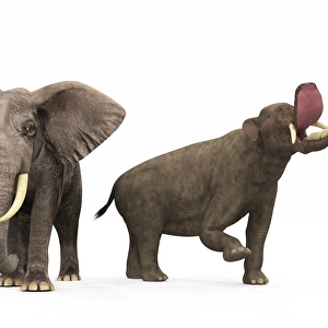 An adult Platybelodon compared to a modern adult African Elephant
