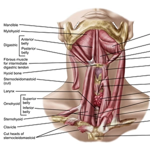 Anatomy of human hyoid bone and muscles, anterior view