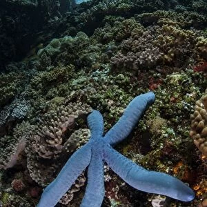A blue starfish clings to a reef in Komodo National Park, Indonesia
