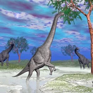 Brachiosaurus dinosaurs grazing on trees