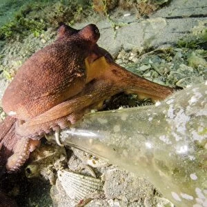 Common octopus protecting a bottle, West Palm Beach, Florida